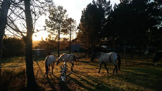 Sunset Ranch Simulator